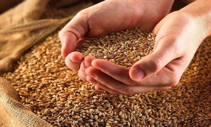 قیمت گندم در بازارهای جهانی افزایش یافت